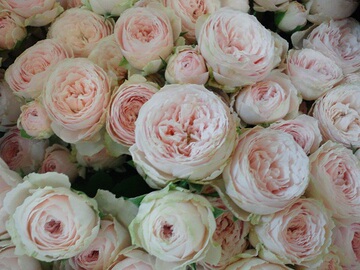 粉红月亮(m-pink moon,m-ピンクムーン)——(日本,切花,粉色)