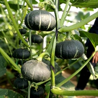 Флуоресцентный зеленый