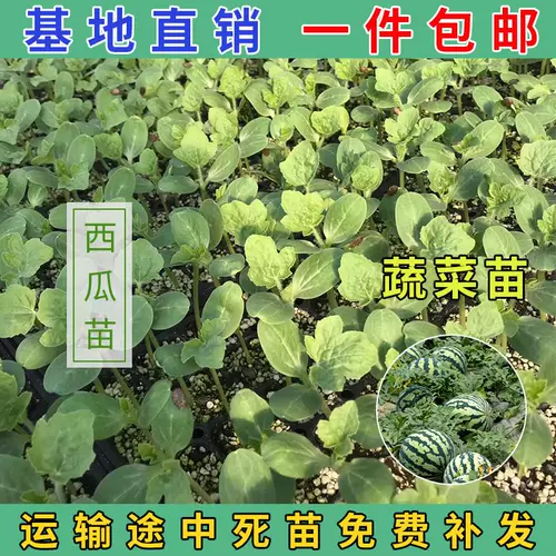 Рассаженцы овощей, саженцы арбуза, саженцы для саженцев чили огурцы, саженцы для саженцев с девственными фруктами, томатные саженцы, саженцы тыквы