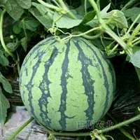 Темный хаки