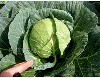 Светло-коричневый