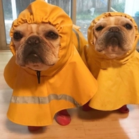 Fa dou rainboy basu Rainwear Pet Dog Dog Dog Dog Dog Dog Dog Dog Dog Смешная одежда бесплатная доставка