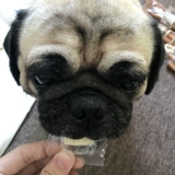 Педань сыр блок собака и сыр собак Bargo Fasun Dou Dou Dog Dog Dog Dog Dabive Dog Fat Snacks Reward Dog