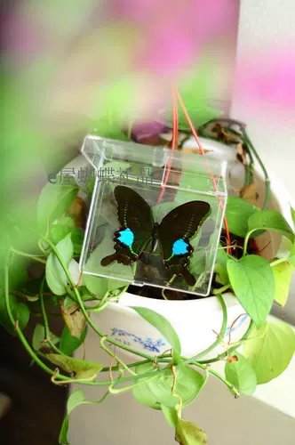 Новый образ образец образец для обучения для обучения бабочки с крыльями