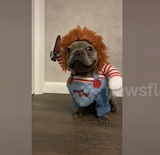 Douyin такая же собачья одежда с ножом и смешным платьем, держа нож Осенняя одежда тонкая плюшевая кошка смешная домашняя одежда