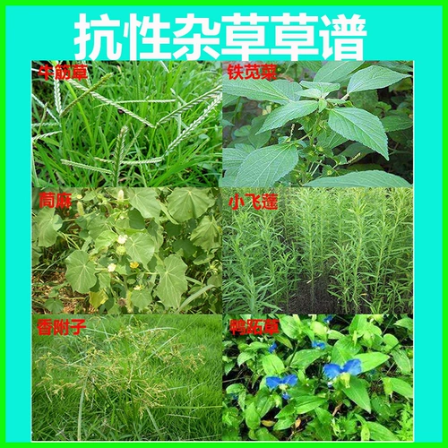 Jinfan 888 травяная глиф -глиф -аммониея соль 80%трава глифосат порошок разрушается гнилой корецкий корень пестицидов Пестициды 50 г