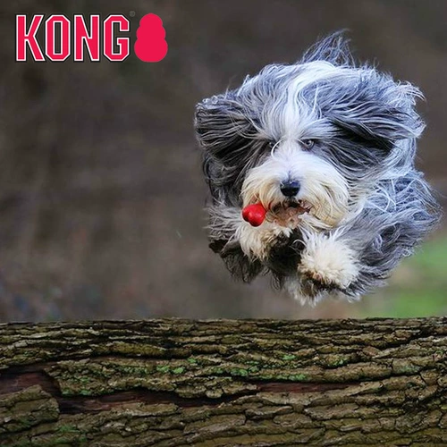 KONG宠物磨牙洁齿哑铃骨天然橡胶狗狗漏食骨头小中大型犬训练耐咬