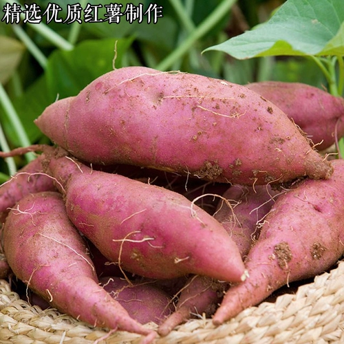 Сладкий картофельный крахмал анхуи фермерский дом