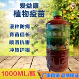 Растение вакцина гнилой корень мертвых рассады