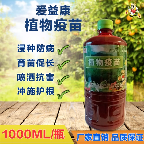 Растение вакцина гнилой корень мертвых рассады