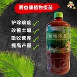 Растение вакцина гнилой корень мертвых рассады