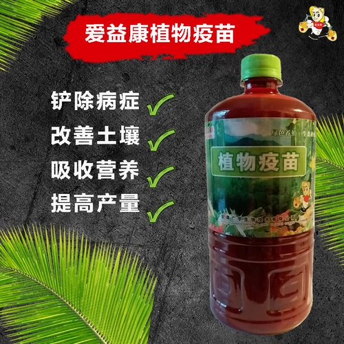 Растение вакцина гнилой корень мертвых рассады