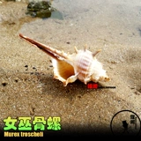 Натуральная раковина раковина дом замены крабов декоративная рыбака