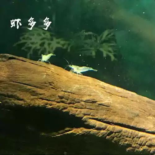 Черно -шил -креветки рыбные аквариумы аквариум водяной трава цилиндра. Чистка и устранение поступков, пресноводная просмотра креветков Живорожие живое питание