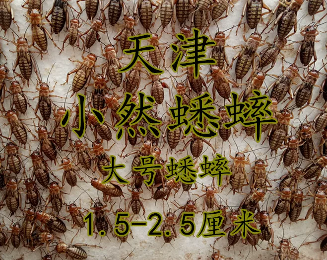 My own breeding 蛐蛐 自 自 蟋蟀 0.5-0`8 cm, send warmth
