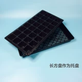 Саженцы и саженцы толстых садовников, саженцы для арбузы