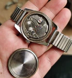 Швейцарский Луз Луз смотрит