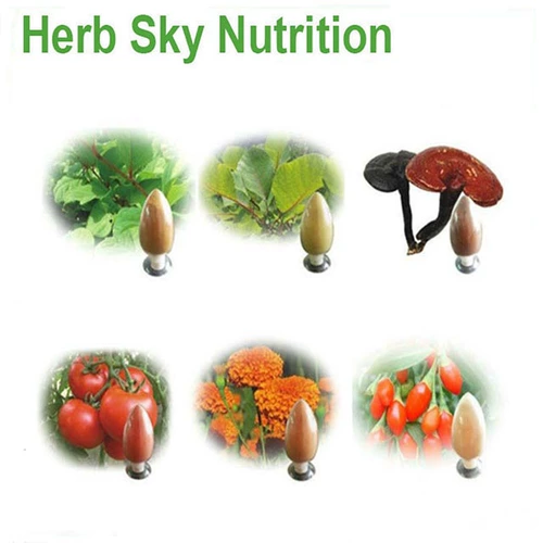 Экстракт Анжелики 10: 1 Натуральный растительный экстракт Экстракт Анжелики 100G