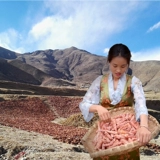 Сестра К. Zhen, тибетские дахуа красные пейзажи, публикует чай, анти -высокие лекарственные материалы 500g 500g можно