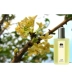 Nước hoa Osmanthus chính hãng lâu dài 100% nguyên chất hương thơm ngọt ngào osmanthus hương thơm nhẹ kéo dài Guilin Jingui nữ thơm bốn tuổi Gui Jingui - Nước hoa nước hoa gucci nam Nước hoa