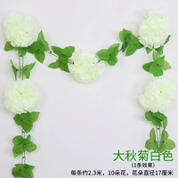Daqiu Chrysanthemum White (1)