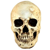 Реальная секретная волшебная опора с черепом, подбородок, съемная серая и белая опора для побега, модель черепа, обучающая модель