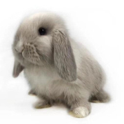 石头萌宠 兔子活物垂耳兔折耳兔宠物茶杯兔