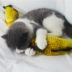 Nhà Jane mèo đồ chơi mô phỏng cỏ cá chép cá chép vật nuôi mèo đồ chơi mèo bạc hà vui mèo đồ chơi mèo cung cấp - Mèo / Chó Đồ chơi