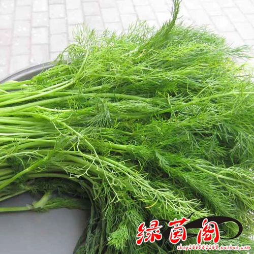 Резка семян семян тмина приправить во дворе двора в горшках.