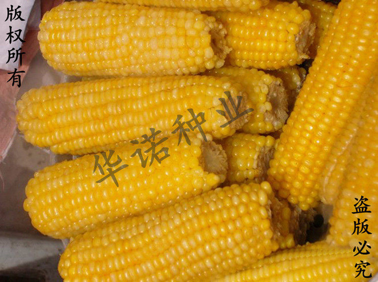 粘棒子籽黄糯玉米种子 香甜糯苞米籽 黄香糯粘玉米种子 原装100克