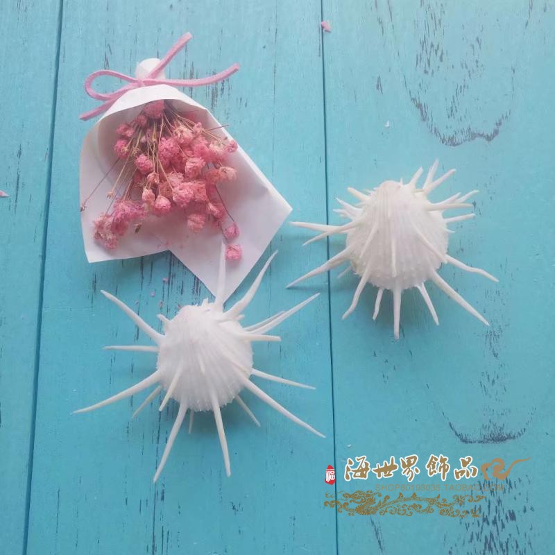 Купить Натуральный белый розовый море винт оболочка Морская хризантема ...