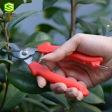 Фрукты из нержавеющей стали фрукты цитрусовые ножницы и ножницы собирают фрукты и разрезающие фруктовые деревья.