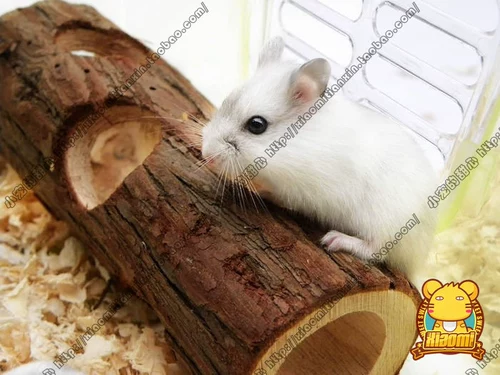 Магазин возвращается, прошел тысячи 16 -летнего магазина еда aM091 Цилиндрический лесной хомяк Хомяк Хомяки Духовые игрушки