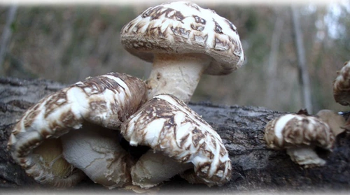 Qingyuan Shiitake грибы сухие грибы, грибы из ольхи дикие грибы 200 г местные продукты, бесплатная доставка