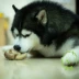 Tám con chó đực tự làm gậy gậy Satsuma Alaska đồ ăn nhẹ làm sạch răng xương chó con lớn mùa hè diện tích hạn chế