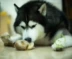 Tám con chó đực tự làm gậy gậy Satsuma Alaska đồ ăn nhẹ làm sạch răng xương chó con lớn mùa hè diện tích hạn chế