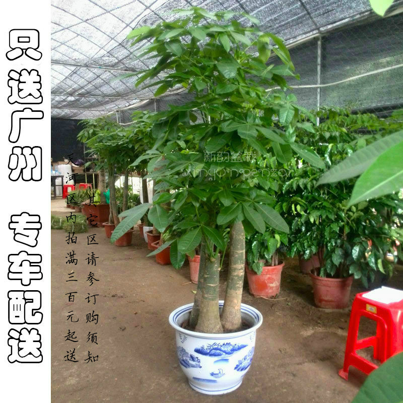 发财树大盆栽乔迁新居室内耐阴植物办公室绿植公司开业送礼盆景 淘宝网