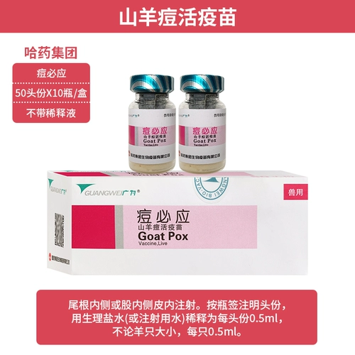 Акне Харбин должны использовать живую вакцину, овцы прыщи, прыщи узелки для коровь