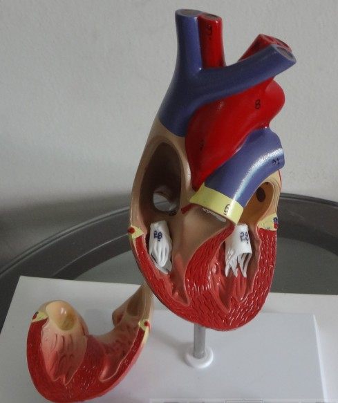 正品1:1心脏模型心脏解剖模型教学心脏模型心脏彩超用模型医学