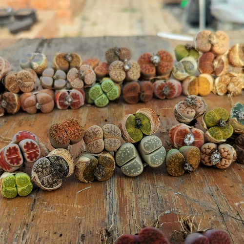 Сочное растение с двойным каменным цветочным растением