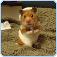 Тигр Медведь