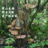 Гора Чанбай дикая ганодерма Lucidum Lid Ganoderma Tree Authentic 500 граммов натуральных ветвей гвозди большого нарезанного блок -нарезанного порошка