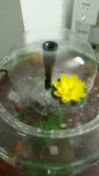Пластиковый разбрызгинный рыбный аквариум грибной спринклер ритуал цветочный рог фальшивый холм благородный сад рыба