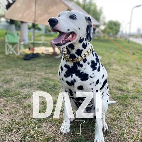 Средний -много собак местный тирант доког золотой золотой колье легкая прохладная доставка без собаки бесплатная доставка