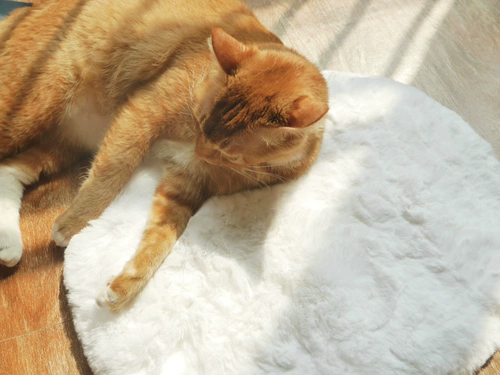 Мягкий круглосуточный магазин, плюшевое удерживающее тепло одеяло, уплотняющая прокладка, домашний питомец