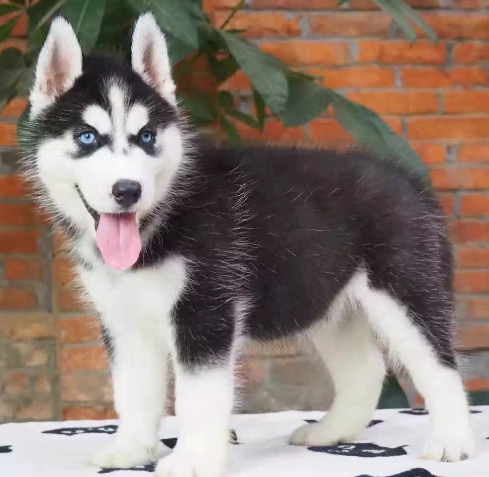 純種金毛犬活體拉布拉多犬薩摩耶犬哈士奇犬金毛幼犬活體寵物狗7