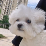 Брендовый клейкий рис, портативный ремешок для сумки для выхода на улицу