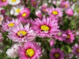 Цветочный край, американские импортированные виды цветов*Lu Dan Bird/Scaled Chrysanthemum 10 зерен из 10 штук нельзя благодарить за срезанные цветы круглый год