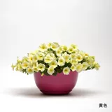 Семена семян цветов*Panmei*Downsing Dwarf Morning Glory*Light Wave Series 5 Зерновые таблетки