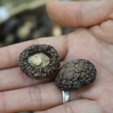 Сестра Хуан Сояки Сяоми грибные ферма грибные грибы высококачественные домашние грибы сушено